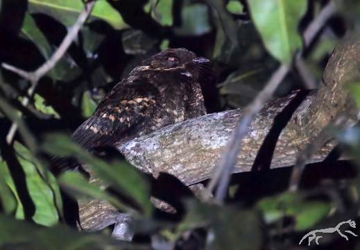 Sulawesi Nightjar Caprimulgus celebensis