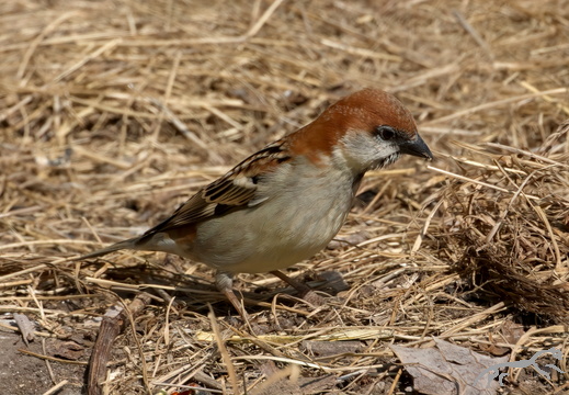 Russet Sparrow Passer rutilans