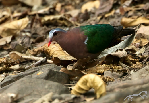 Common Emerald Dove Chalcophaps indica