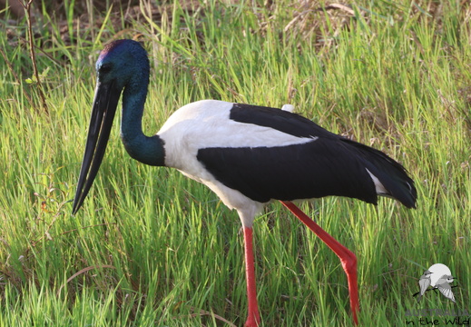 Black-necked Stork Ephippiorhynchus asiaticus