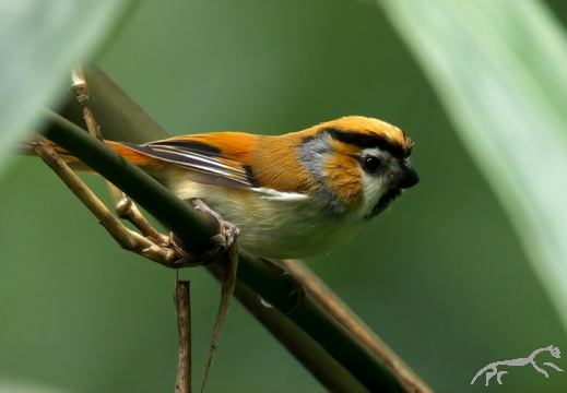 Black-throated Parrotbill Suthora nipalensis