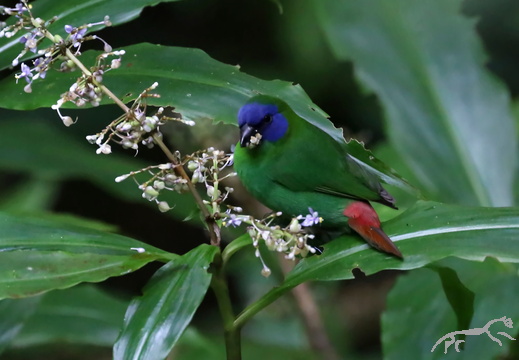 Blue-faced Parrotfinch Erythrura trichroa
