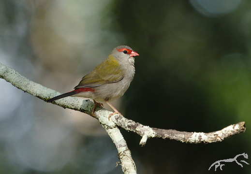 Red-browed Finch  Neochmia temporalis