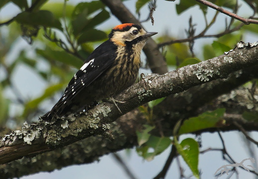 Crimson-breasted Woodpecker Dendrocopos cathpharius