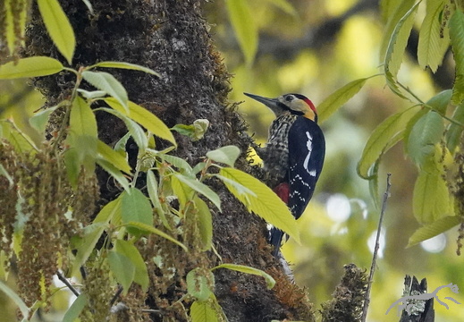 Darjeeling Woodpecker Dendrocopos darjellensis