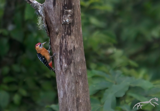 Rufous-bellied Woodpecker Dendrocopos hyperythrus
