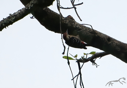 Stripe-breasted Woodpecker Dendrocopos atratus