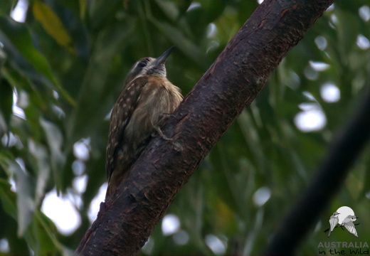 Sulawesi Pygmy Woodpecker Dendrocopos temminckii