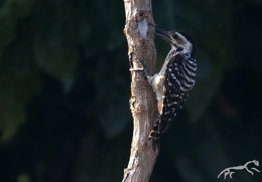 Sunda Pygmy Woodpecker Dendrocopos moluccensis