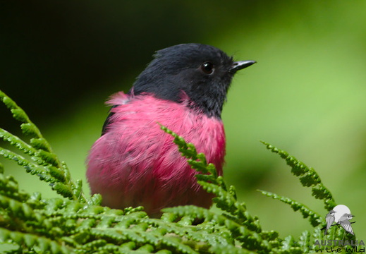 Pink Robin Petroica rodinogaster