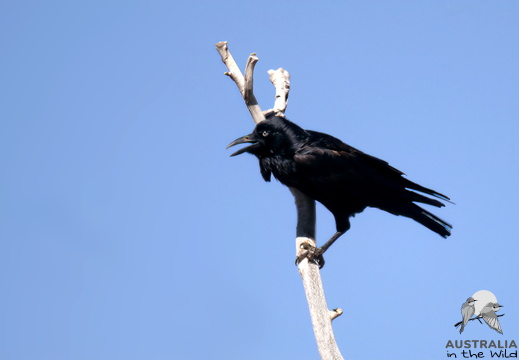 Australian Raven Corvus coronoides