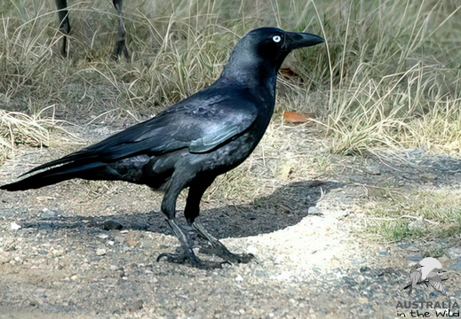 Torresian Crow  Corvus orru