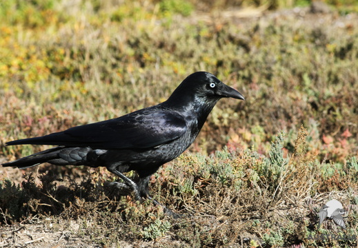 Little Raven Corvus mellori