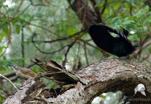 Birds-of-paradise Paradisaeidae