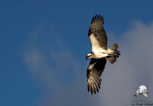 Eastern Osprey Pandion cristatus