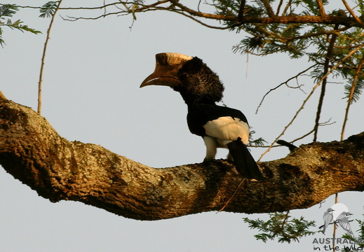Black-and-white-casqued Hornbill Bycanistes subcylindricus
