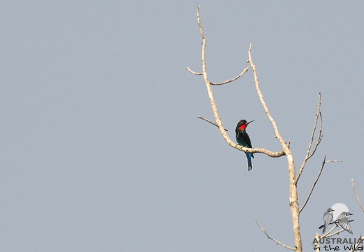 Black Bee-eater Merops gularis