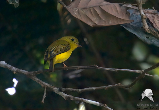 Canary Flyrobin Microeca papuana