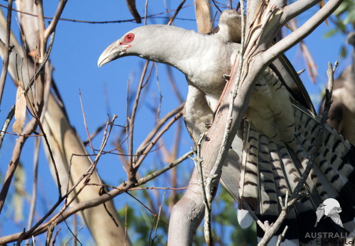 Channel-billed Cuckoo Scythrops novaehollandiae