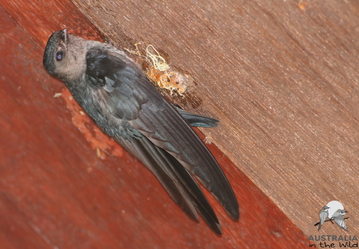 Plume-toed_Swiftlet_Collocalia_affinis