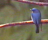 Hill Blue Flycatcher