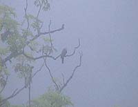 Pigeon in the mist!