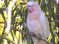 Birding South-West Queensland