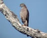 accipiter2