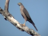 accipiter4