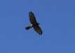 bgos_8514e