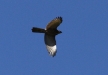 bgos_8516e