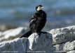 lpco_nz_4568e
