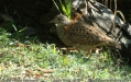 pabq_0012a
