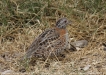 pabq_5425e