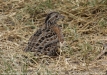 pabq_5427e