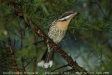 sphe_0005e