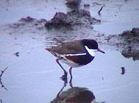 Red-kneed Plover