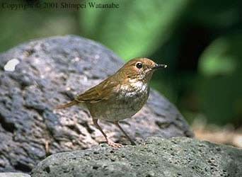 Swinhoe's or Red-tailed Robin