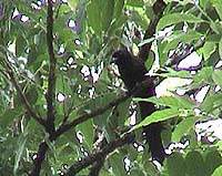 Ratchet-tailed Treepie