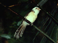 White-hooded Babbler